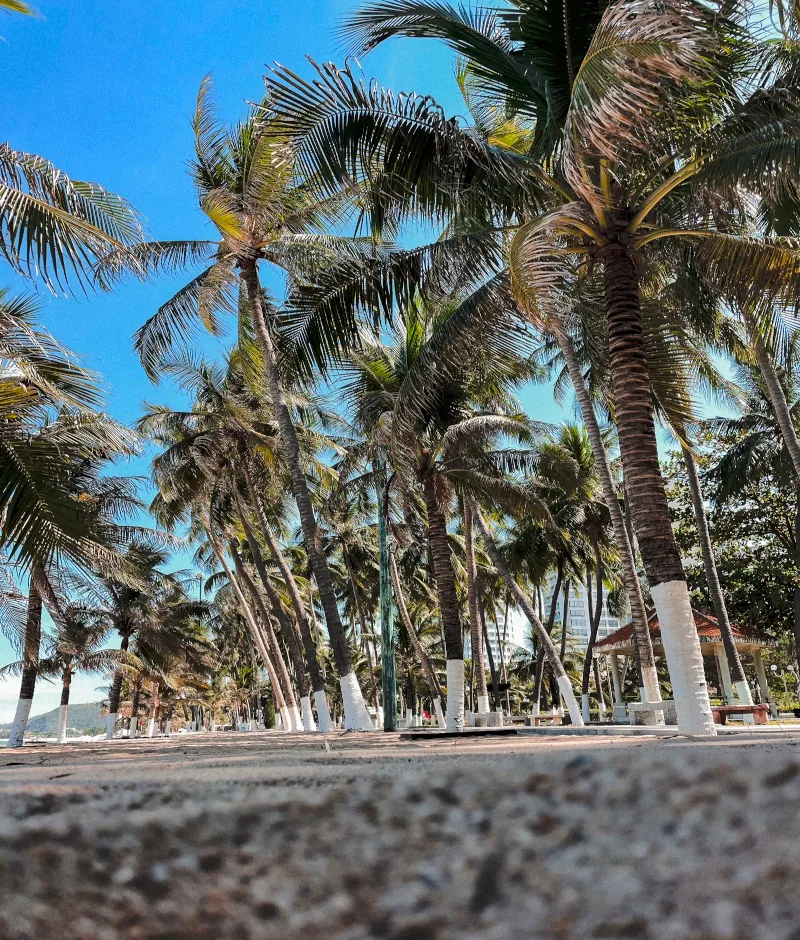 nha trang in vietnam. fotografiert aus der froschperspektive. eine vielzahl von palmen am strand. die stämme der palmen sind ungefähr 1 meter ab boden weiß bemalt